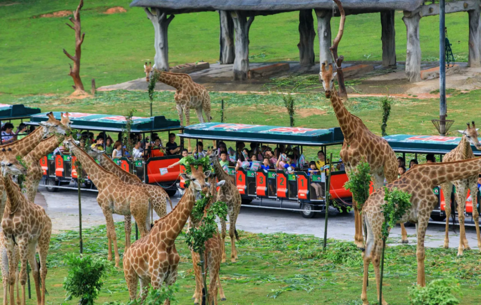 廣州旅遊｜長隆野生動物世界遊客專享優惠！最平$241.7起一大一細入場 親親熊貓/長頸鹿/駱駝等逾2萬隻動物｜Yahoo購物節