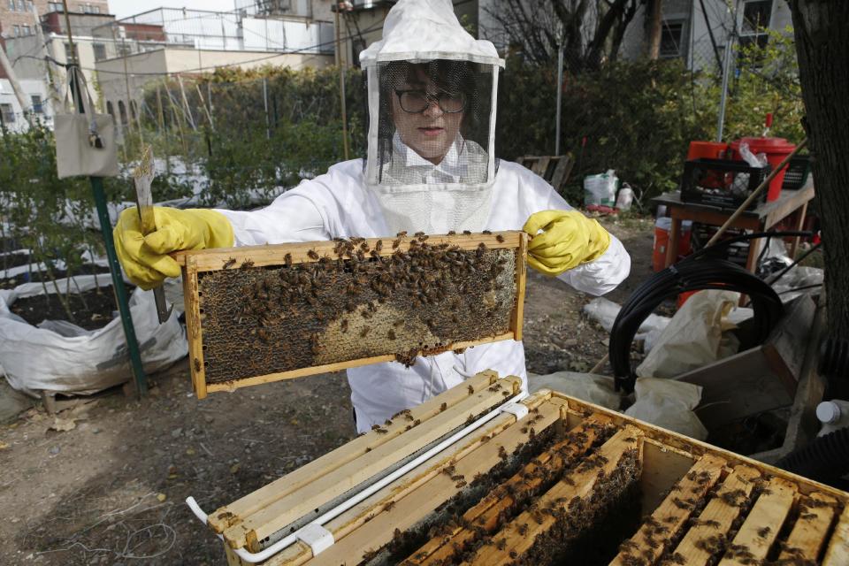 In this Wednesday, Oct. 16, 2013 photo, Beekeeper Kellen Henry replaces her Feedback Farms hive in the Bedford-Stuyvesant section of Brooklyn, in New York. Though New York reversed a long-standing ban on tending to honeybees in 2010, there are issues beyond legality that potential beekeepers should consider. Beekeeping, especially in an urban area, requires space, time and cooperation with the surrounding community. (AP Photo/Kathy Willens)