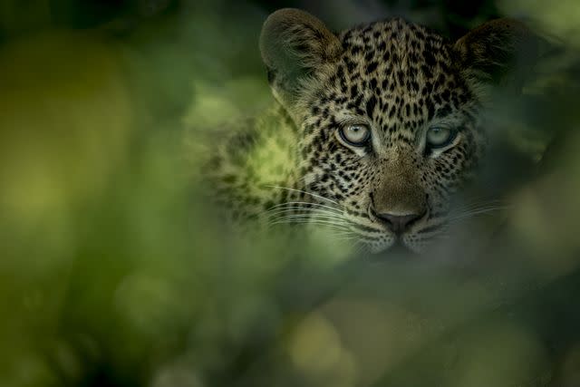 A leopard in the Sabi Sands Game Reserve.