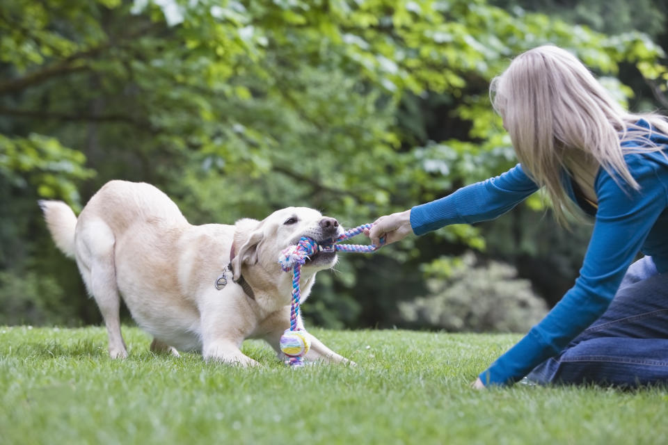 Hundetrainer Martin Rütter will das Netzwerk aus DOGS-Hundeschulen ausbauen. (Symbolbild: Getty Images)