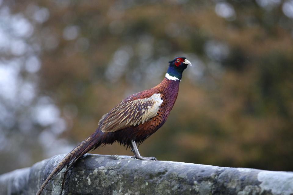 October: There was a massive landfall of thrushes from Scandinavia at sites on the east coast on the 22nd, while pheasant bins (pictured) were emptying faster than normal, targeted by unusually hungry birds, mice and other mammals. The season also saw excellent autumn colours (Rex Features)