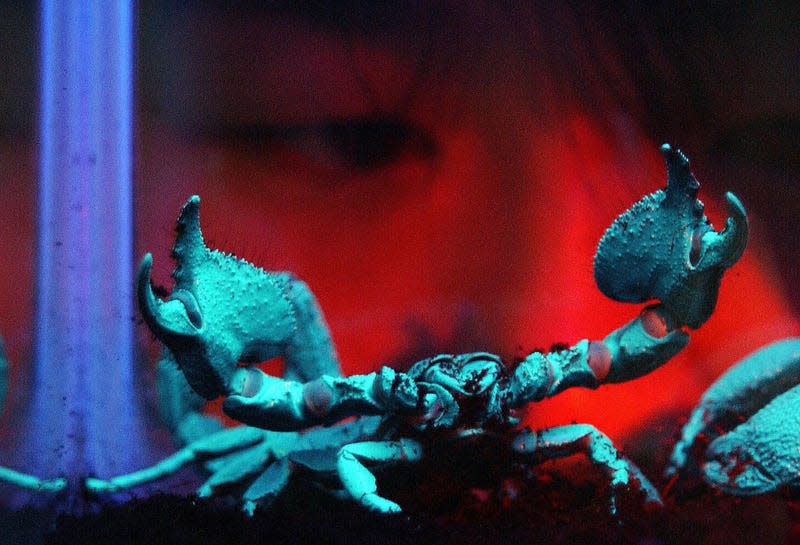 Scorpions fluoresce under ultraviolet light and can handle large doses of radiation.