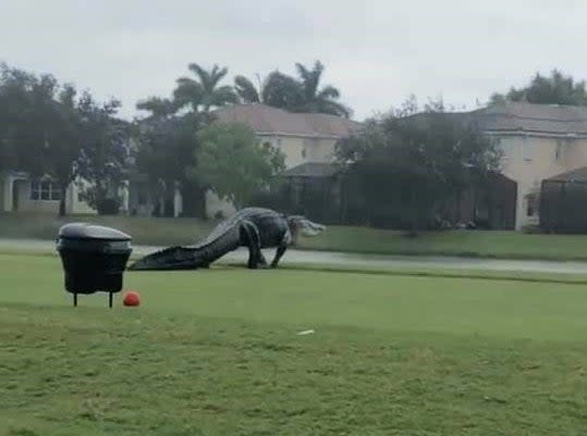 The alligator was spotted on the 17th hole of the Valencia Golf and County Club in Naples, FloridaYouTube