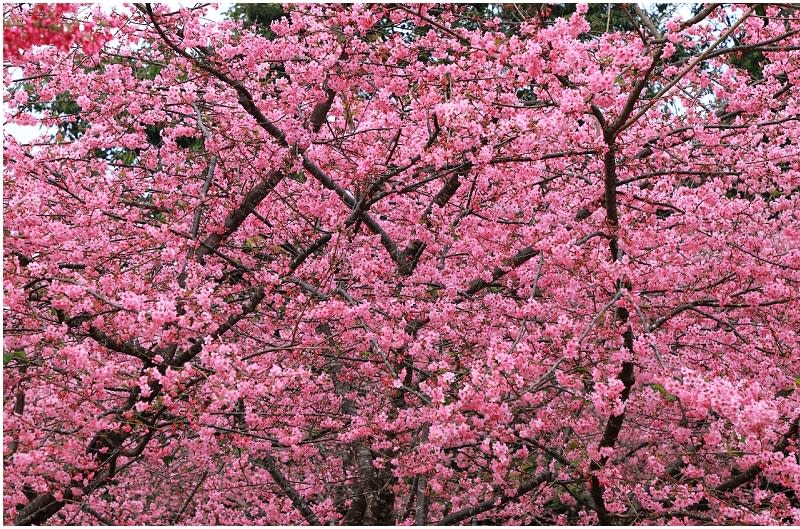 高雄「寶山二集團櫻花公園