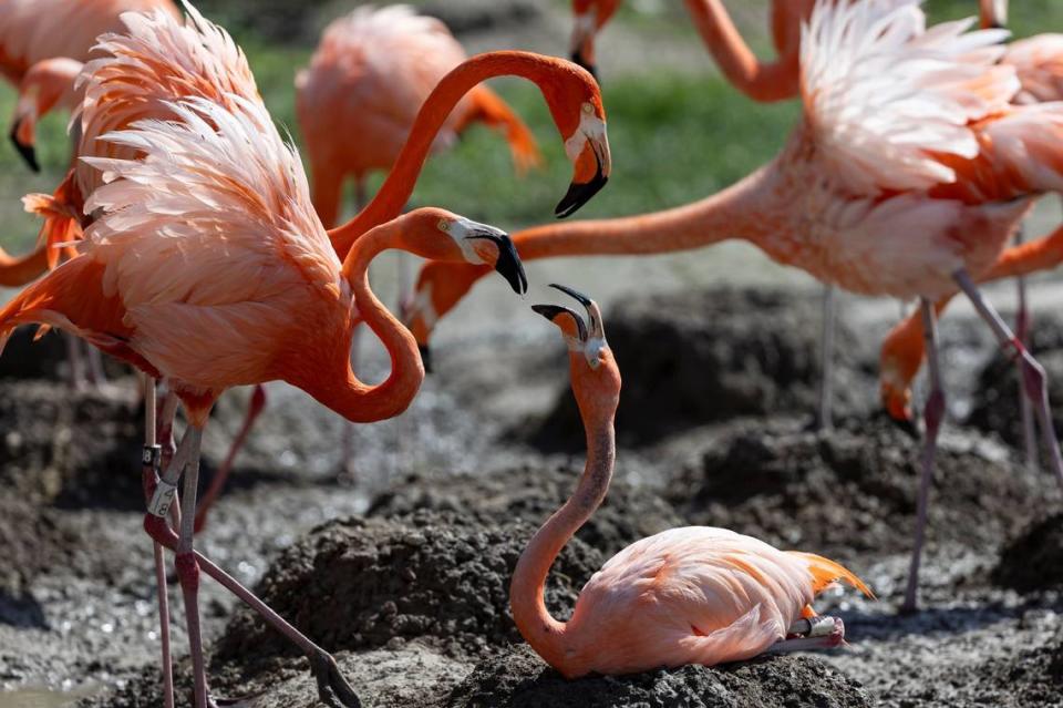 A view of American Flamingos at Zoo Miami on Wednesday, April 24, 2024, in Miami, Fla.