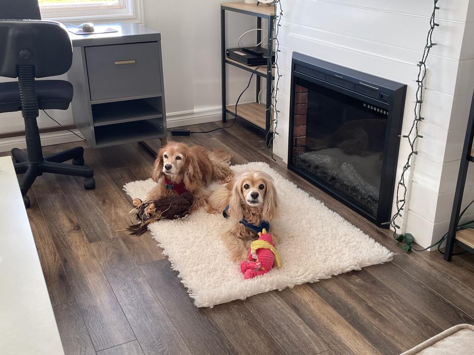 Stephanie Bonnell's dogs at her home in the Hebrides in August 2022.