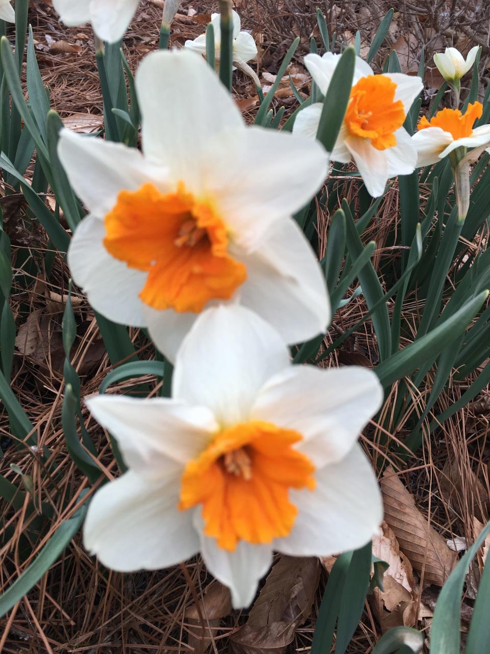 Narcissus Johann Strauss is a large cupped daffodil with a bright tangerine-orange cup and snowy white petals.