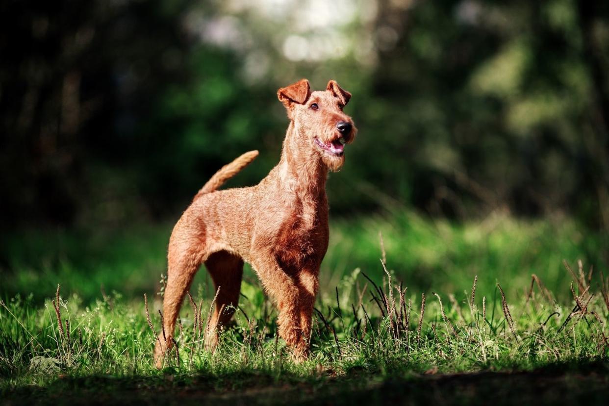 medium dog breeds irish terrier