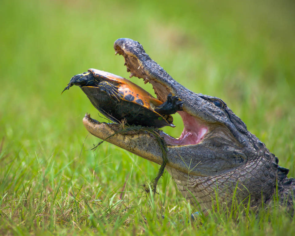 En el pantano Okefenokee, este caimán pasó varias horas tratanto de romper el caparazón de esta tortuga. Eventualmente, se aburrió en su intento y la tortuga se fue caminando. (Foto y texto cortesía de Patrick Castleberry/National Geographic Your Shot) <br> <br> <a href="http://ngm.nationalgeographic.com/your-shot/weekly-wrapper" rel="nofollow noopener" target="_blank" data-ylk="slk:Clic acá;elm:context_link;itc:0;sec:content-canvas" class="link ">Clic acá</a> para más fotos de la sección de National Geographic Your Shot.