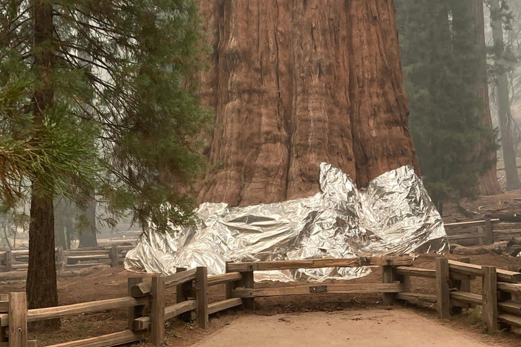 Firefighters wrap the world’s oldest tree, named General Sherman, to protect it from fire. The tree is estimated to be around 2,300 to 2,700 years old (NATIONAL PARK SERVICE/AFP via Ge)