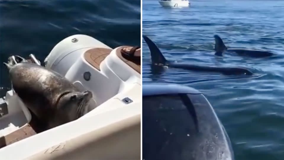 The seal cheekily looked up at surprised but thrilled whale-watchers as the orca's lurked in the distance. Photo: YouTube/Kirk Fraser