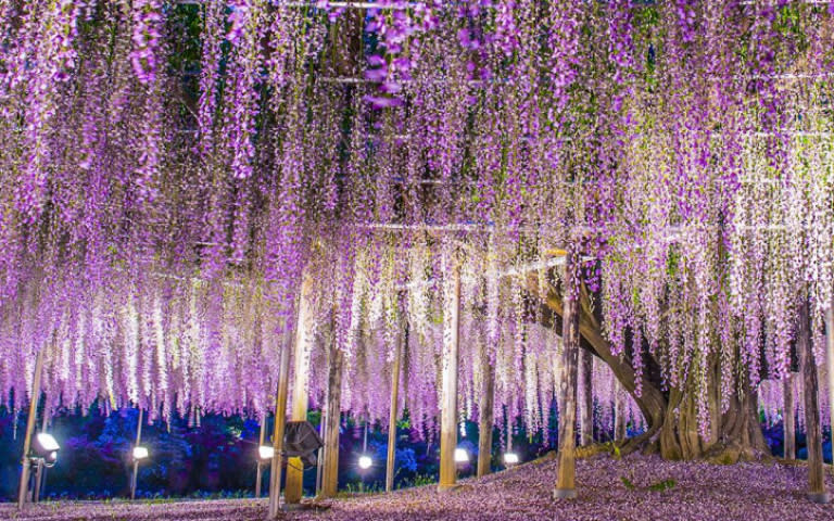 足利花卉公園曾被CNN選為「世界十大夢幻旅遊景點」，紫藤花景致彷彿電影《阿凡達》的靈魂樹場景（圖／易遊網提供，以下同）