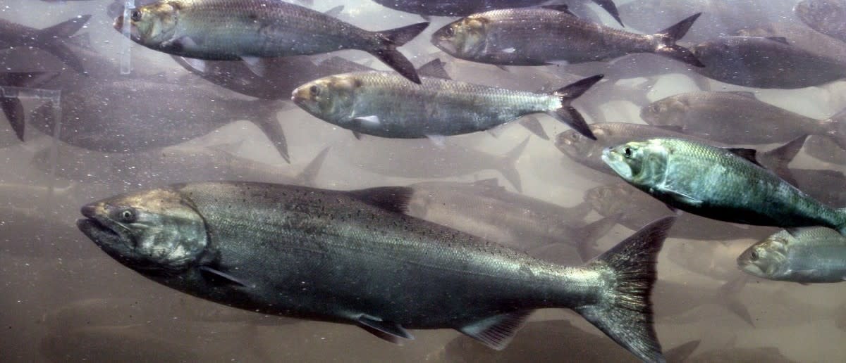 Almond Farmers Compete With Wild Salmon For Water In California