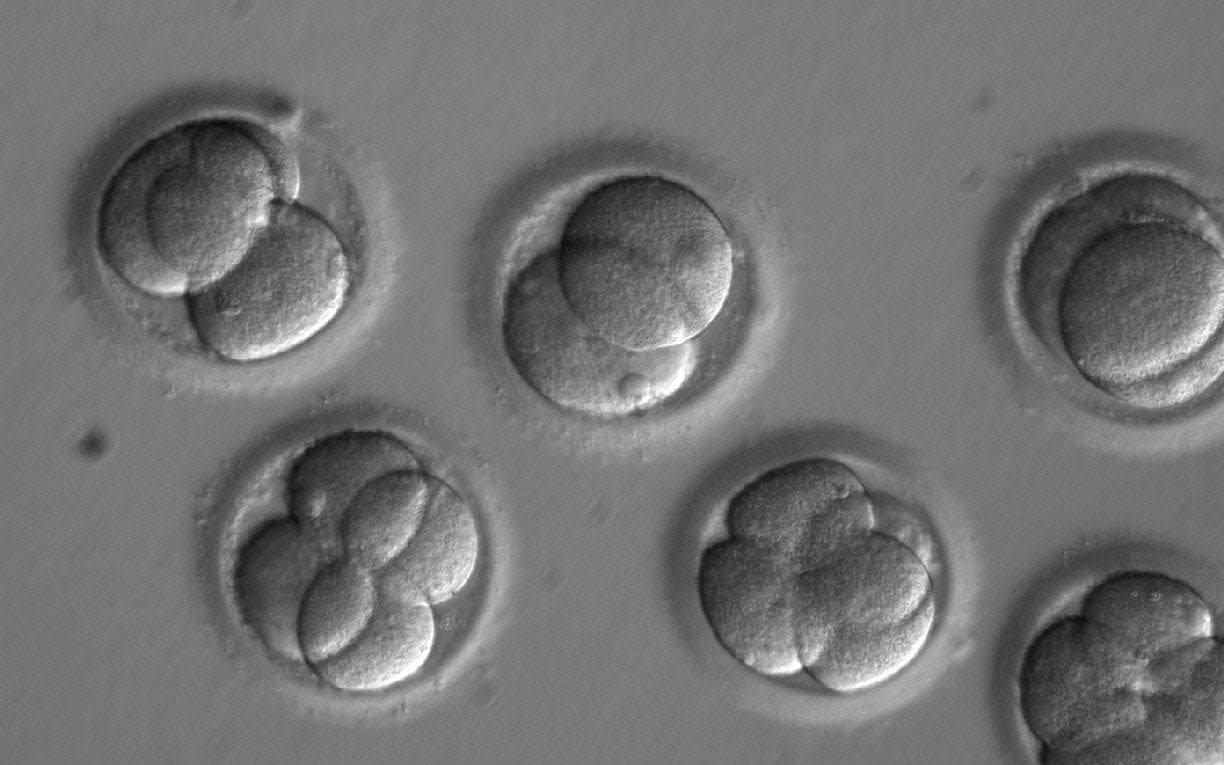 This kind of gene editing is banned in the United States  - Oregon Health & Science Universi