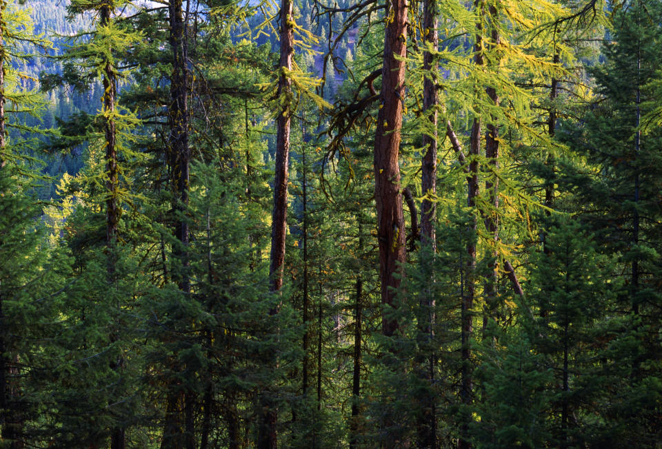 Dense forest with tall evergreen trees and sunlight filtering through