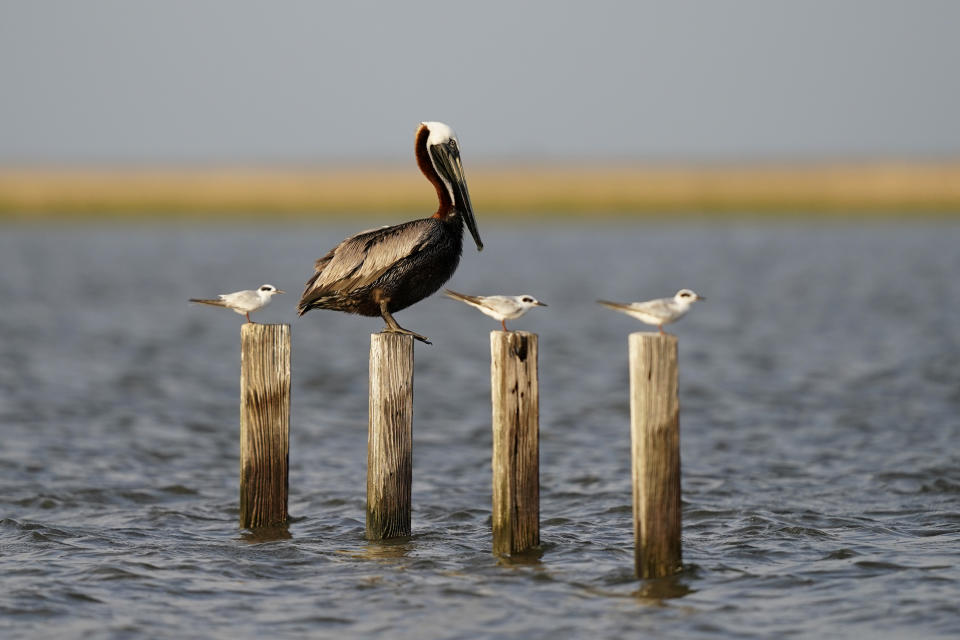 Pelícano marrón parado en unos postes junto a tres gaviotas en un pantano de Chauvin (Luisiana) el 20 de mayo del 2022. (AP Photo/Gerald Herbert)