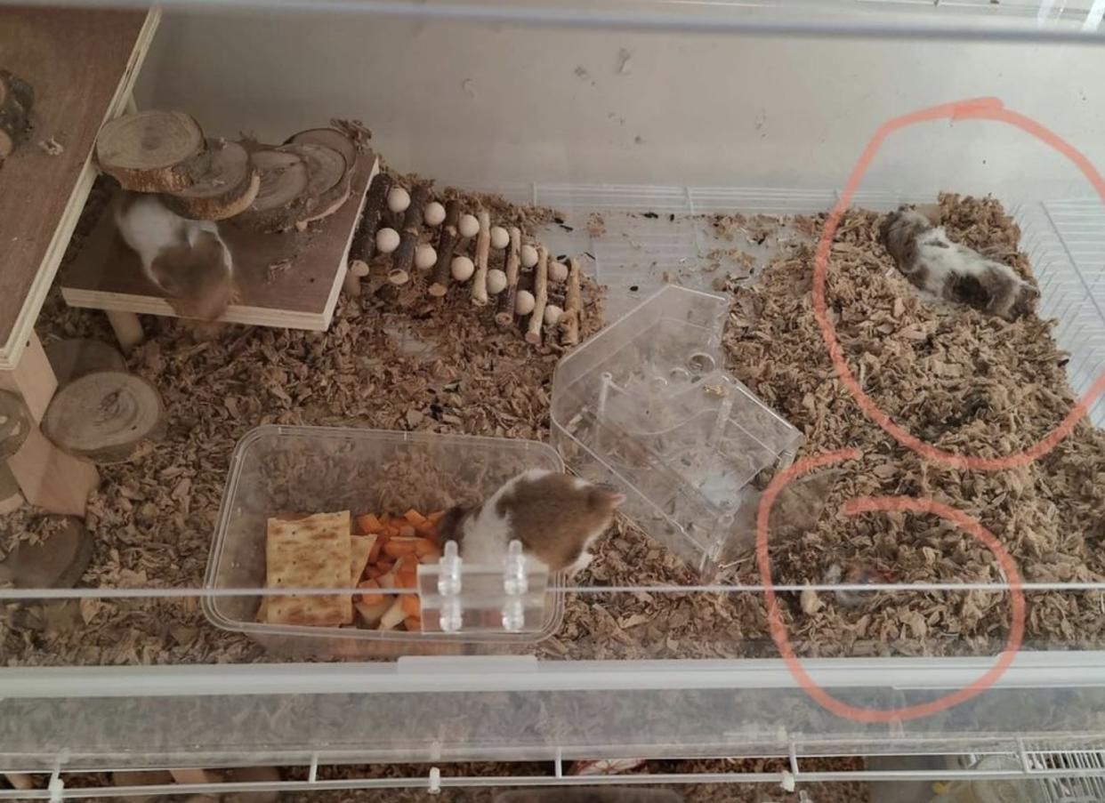 Dead and rotting hamsters (circled) found in cages at the common area of Block 709 Hougang Avenue 2. 