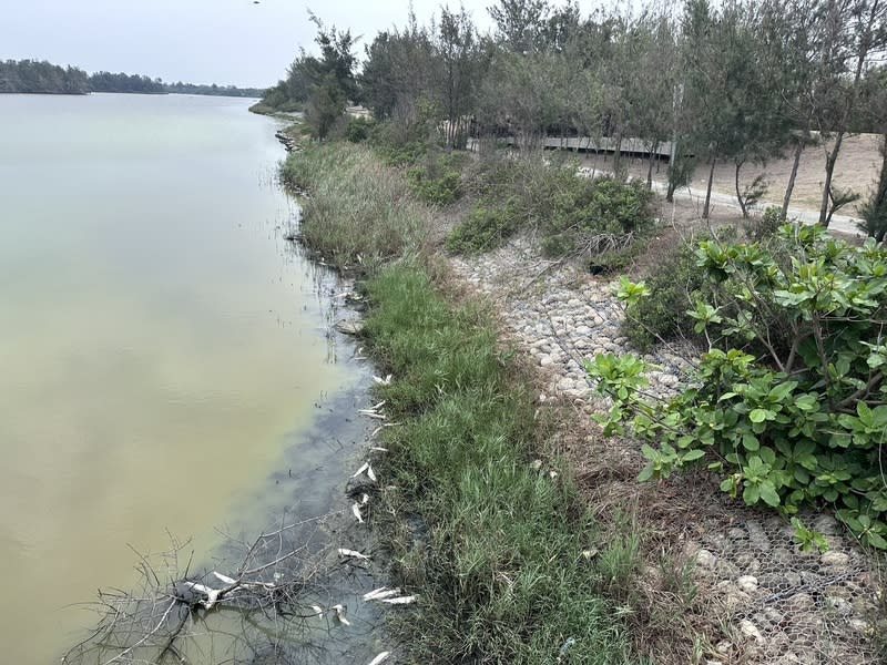 疑水質優養化  雲林椬梧滯洪池出現魚屍 雲林縣口湖鄉民上週發現椬梧滯洪池陸續有魚屍浮出 水面，環保局稽查小組初步研判，近日天氣炎熱，加 上雨少滯洪池久未注入活水，造成水質優養化，才使 虱目魚、吳郭魚等魚種接連死亡，已通報水利處檢測 並改善水質。 中央社記者姜宜菁攝  113年4月22日 