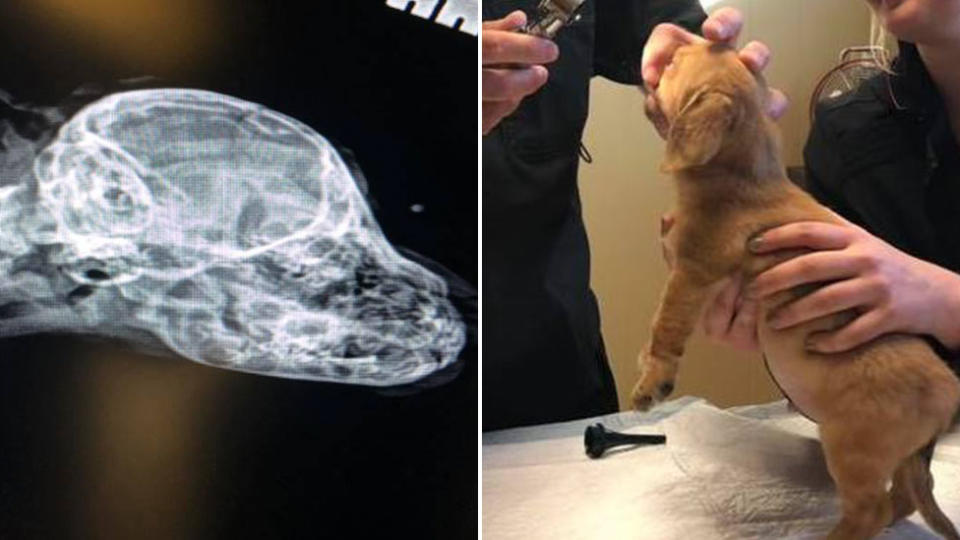 Picture of Narwhal's X-ray and him at the vets, where it was confirmed his extra tail is harmless.