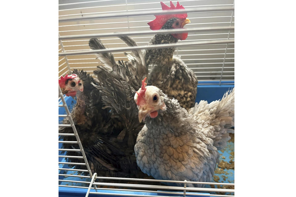 This photo provided by Humane Long Island, shows some of the birds rescued in North Bellmore, N.Y., Thursday, Jan. 25, 2024. The birds were among 100 animals, some rare and exotic, including a South American Ostrich, that were confiscated from a home on New York's Long Island. (Humane Long Island via AP)