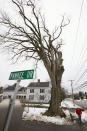 FILE - In this Dec. 15, 2009 file photo, a pedestrian walks past a large elm tree known as "Herbie" in Yarmouth, Maine. The tree, estimated to be 217 years old, was cut down Jan. 19, 2010 after suffering numerous bouts of Dutch elm disease. "Herbie" may be gone, but he'll live on in cloned trees that are now being made available to the public. (AP Photo/Steven Senne, File)