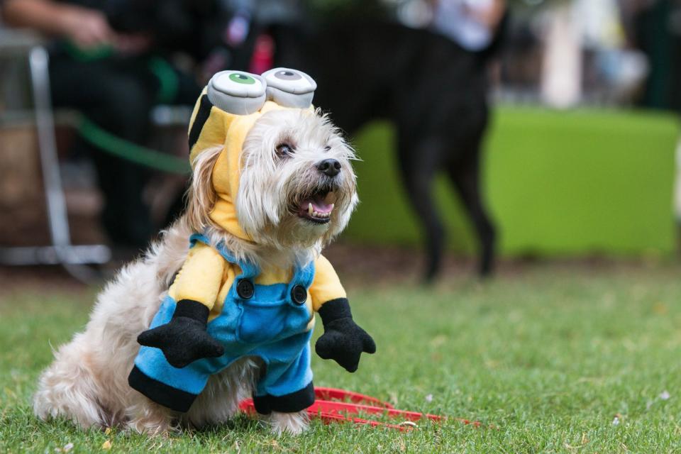Minion Halloween Costumes the Whole Family (Even Your Dog!) Can Wear