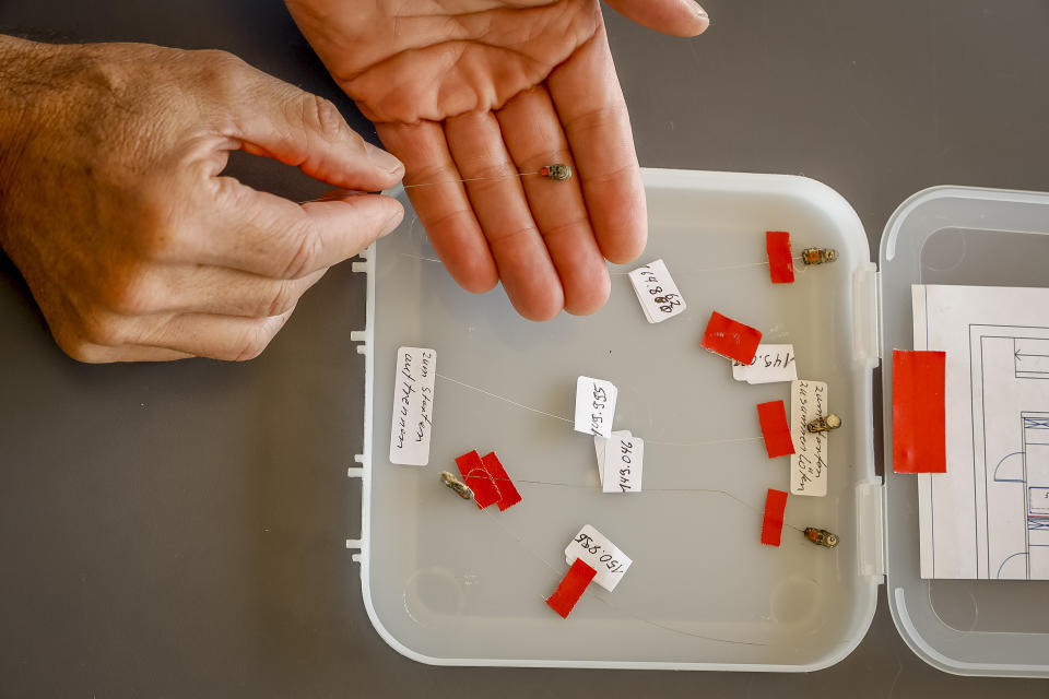 In this undated image provided by the Max Planck Institute of Animal Behavior, hawkmoths were fixed with tiny radio tags weighing 0.2 grams and tracked using antennas mounted on a Cessna airplane to detect precise locations every five to 15 minutes. Scientists in Germany attached tiny trackers to giant moths looking for clues about insect migration. (Christian Ziegler/Max Planck Institute of Animal Behavior via AP)