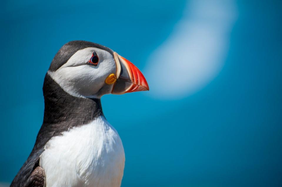 Puffins can be seen in Scotland between March and August (Getty Images)