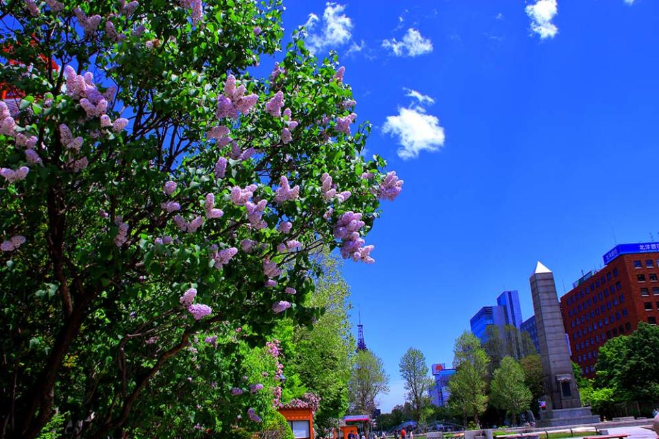 札幌丁香節（Image Source : Getty Creative）