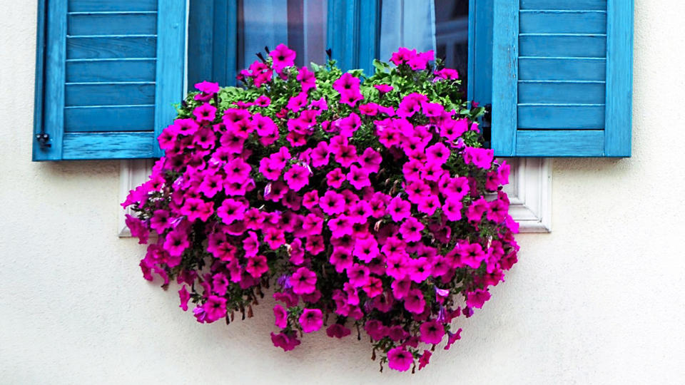 Container garden ideas: Blue window with beautiful purple petunias planted in a window box below