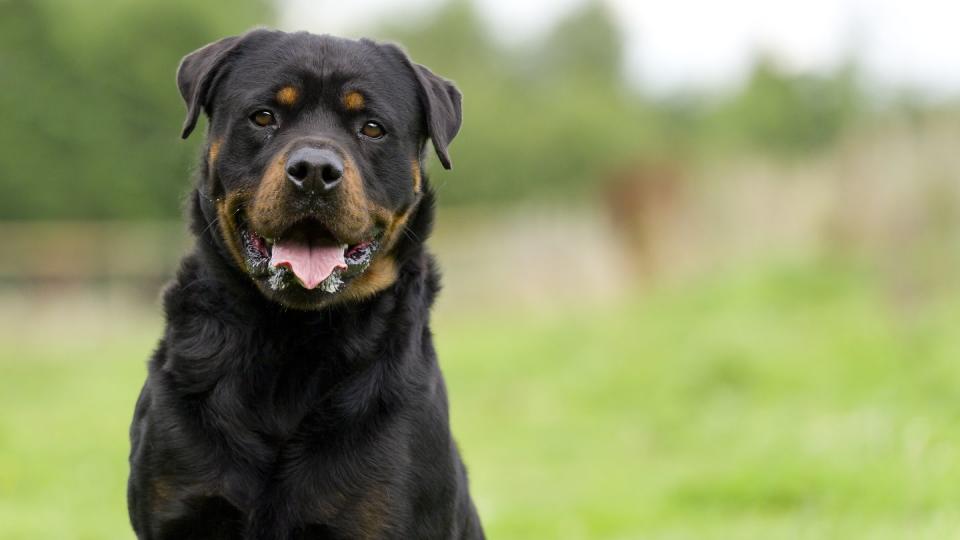 portrait of a rottweiler dog with space for copy