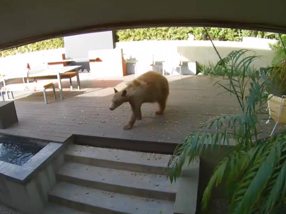 <p>The bear inside Deedee Mueller’s home on Saturday 10 April 2021</p> ((Deedee Mueller - YouTube))