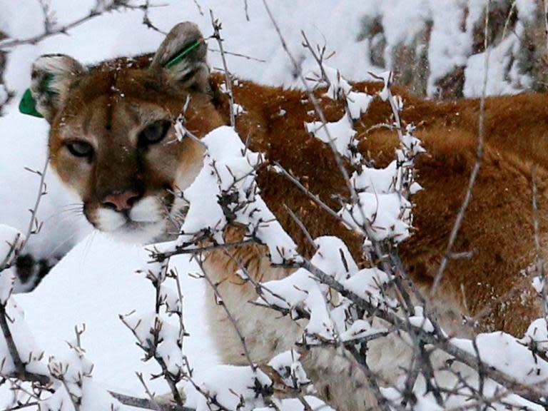 Mountain lion choked to death by runner in Colorado was orphaned cub, officials say