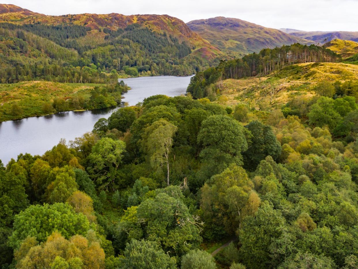 Woodland in Dumfries and Galloway in Scotland (Getty)