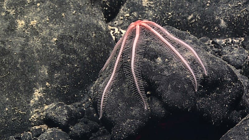 Brisingid sea star.