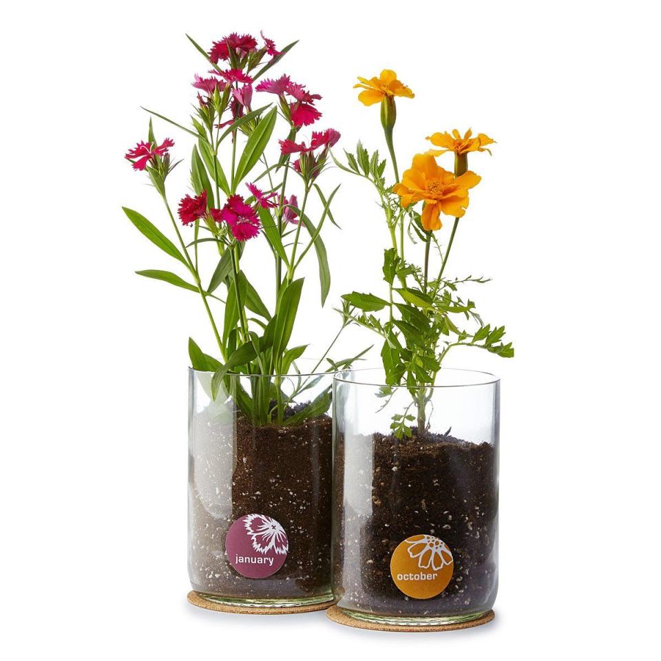 26) Birth Month Flower Grow Kit