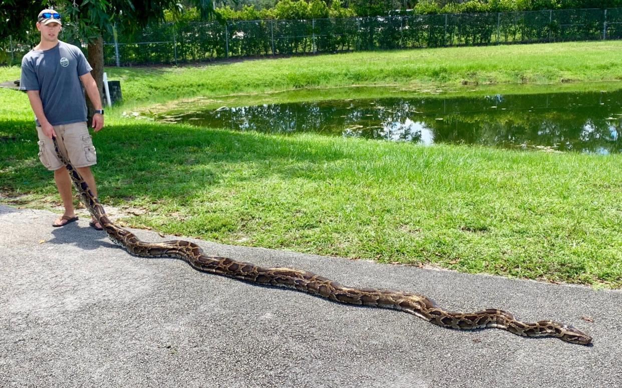 Non-native Burmese python caught in Big Cypress, Florida - Florida Fish and Wildlife Conservation Commission /Florida Fish and Wildlife Conservation Commission 