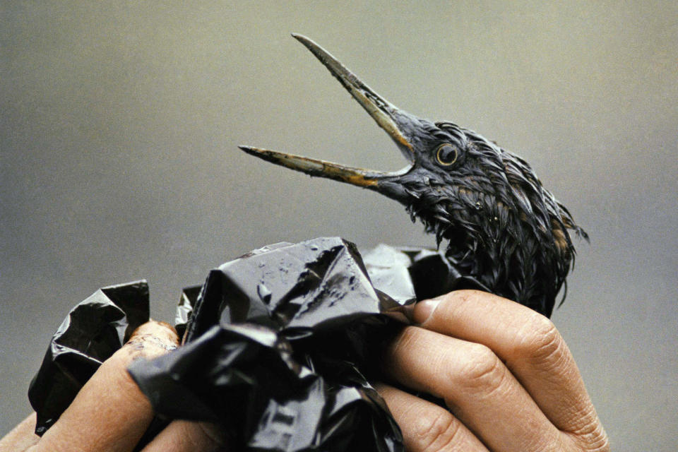 FILE - An oil covered bird is examined on an island in Prince William Sound, Alaska, after the Exxon Valdez spill, in April 1989. Jack Smith, an AP photographer who captured unforgettable shots of the eruption of Mount St. Helens, the Exxon-Valdez oil spill, the Olympics and many other events during his 35-year career with the news organization, passed away on Jan. 4, 2023, at his home in La Mesa, Calif. He was 80. (AP Photo/Jack Smith, File)