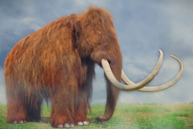 Los mamuts habitaron la tierra durante miles de años: los primeros ejemplares datan de 700.000 años atrás, y se habrían extinguido por completo hace unos 4000 años