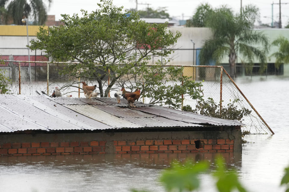 Varias gallinas, sobre el tejado de una casa anegada por las fuertes lluvias en Canoas, en el estado de Río Grande do Sul, Brasil, el 10 de mayo de 2024. (AP Foto/Andre Penner)