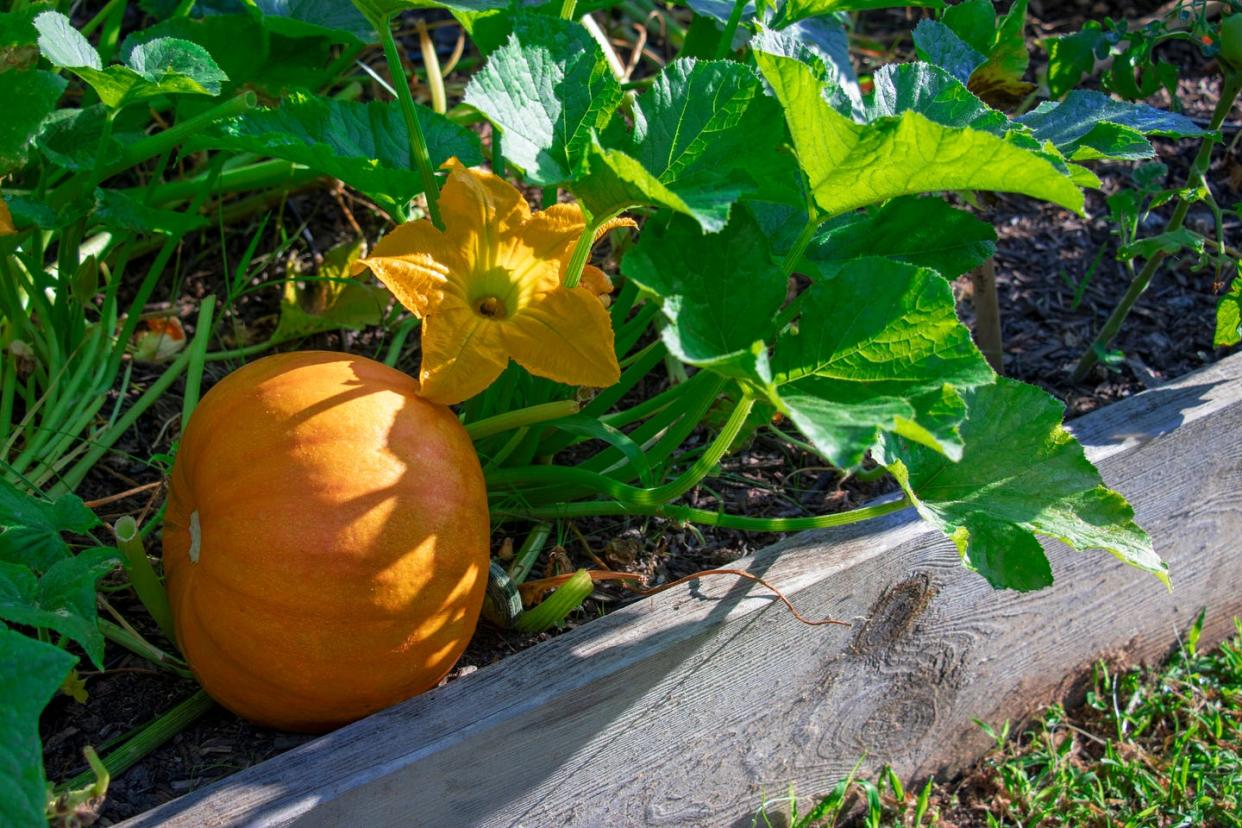 Close-up of pumpkin plants, pumpkins and yellow flowers growing in a raised garden