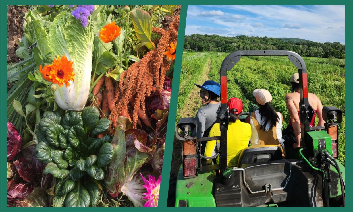 <span>Veggies and farmer owners at Choy Commons, a cooperative of Asian-led farms.</span><span>Photograph: Courtesy of Amanda Wong and Choy Commons/Guardian Design</span>