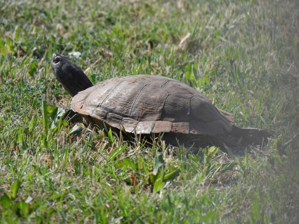 River Cooter turtle seen in May 2023 in north Iowa Park.