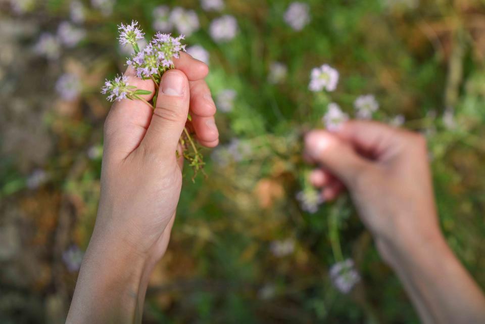 Predrag Popovski / Getty Images hand picking up thymus serpyllum