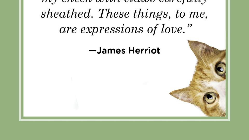 cat quote by james herriot