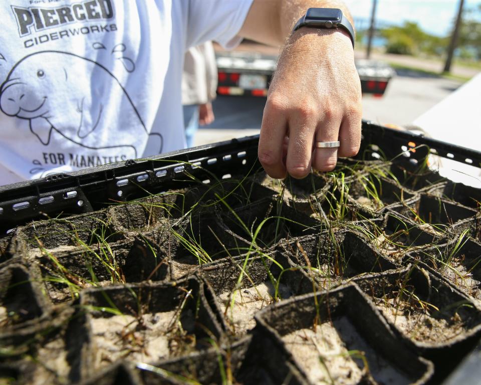 Sea & Shoreline, a Florida-based restoration company, works to restore seagrass starting at the manatee mural to 7th Street in Moore's Creek on June 2, 2022, in Fort Pierce.