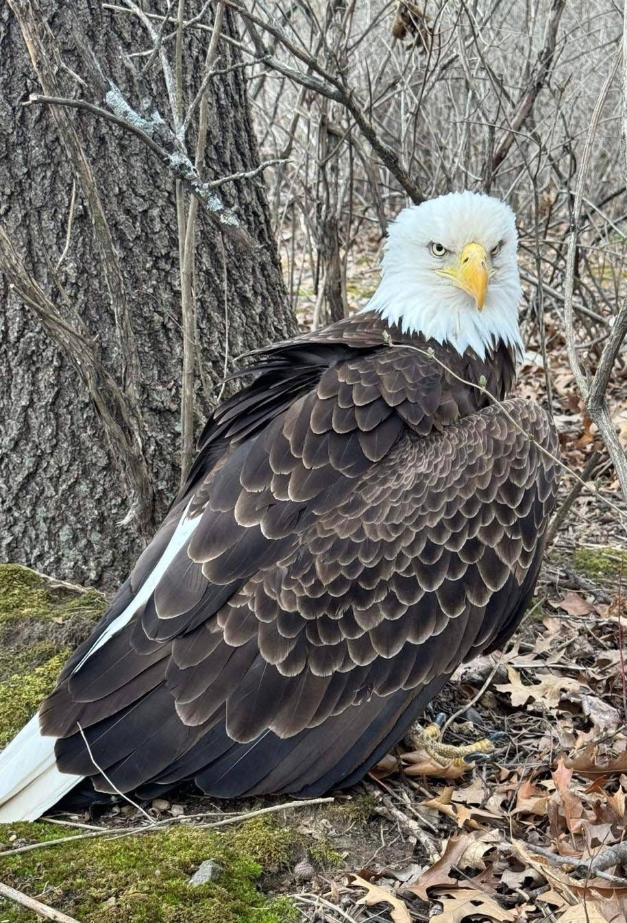 A bald eagle is photographed March 14 near Brooklyn in Dane County. The bird, which had been illegally shot and was also suffering from lead poisoning, was too weak to fly. It died the next day. A reward has been established for information leading to a conviction of the shooter.