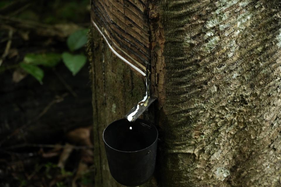 A rubber tree is prepared for the removal of rubber in the Chico Mendes Extractive Reserve, Acre state, Brazil, Tuesday, Dec. 6, 2022. Veja, an expensive global sneaker brand, is producing sneaker soles made of native Brazilian Amazon rubber in collaboration with local rubber tappers cooperatives. The project has reenergized production of a sustainable forest product and improved the standard of living for hundreds of rural families of rubber tappers. (AP Photo/Eraldo Peres)