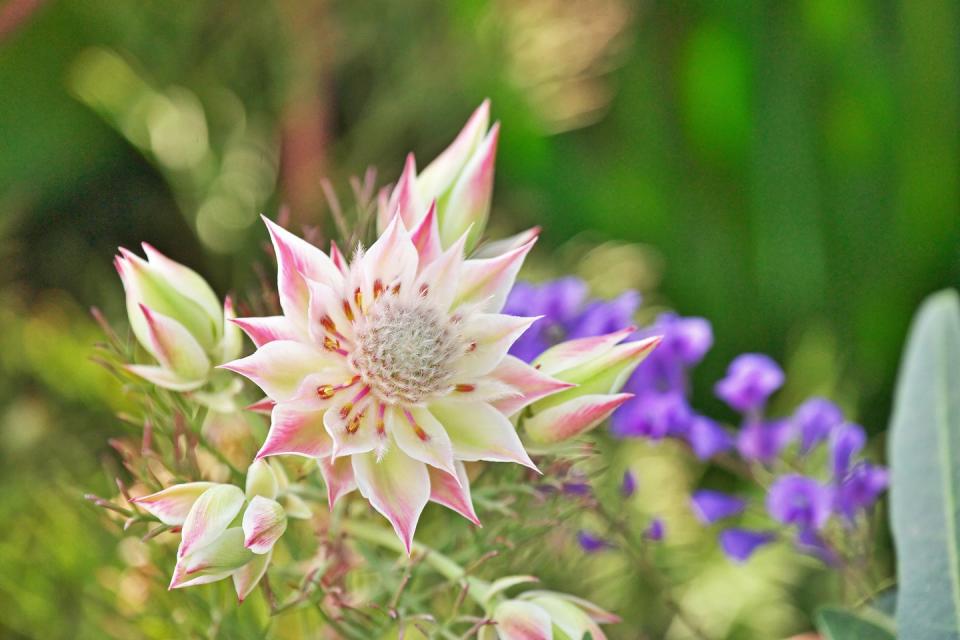 serruria florida selluria blushing bride flower