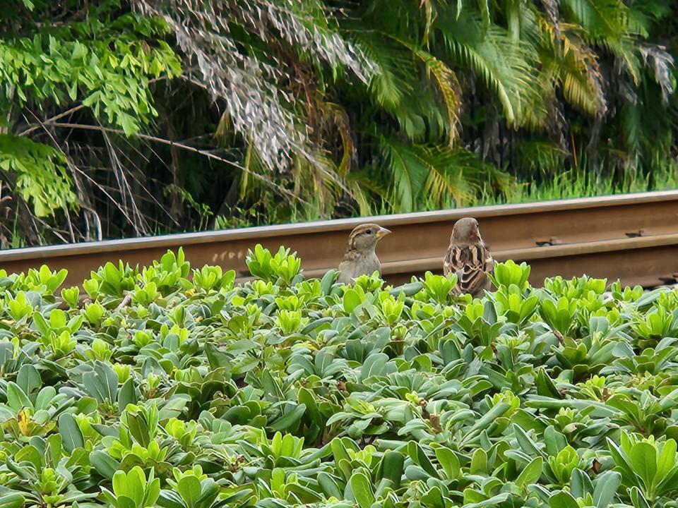 Two sparrows are pictured near a railroad track at Confusion Corner in Stuart, Fla., on Monday, Oct. 9, 2023, the day high-speed passenger carrier Brightline increased its Miami-to-Orlando service from 16 to 30 trains daily.